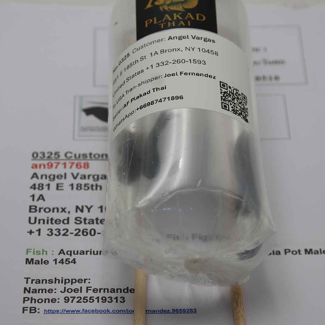 Betta fish professionally packed in export-grade double bags